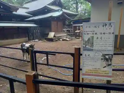 平塚八幡宮の動物