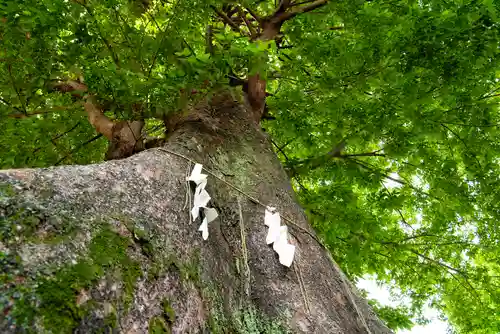 滝野川八幡神社(東京都)