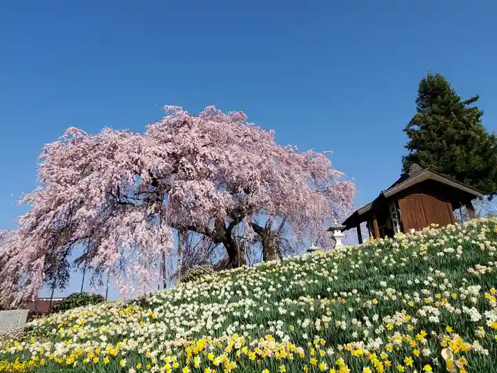 金毘羅桜の自然