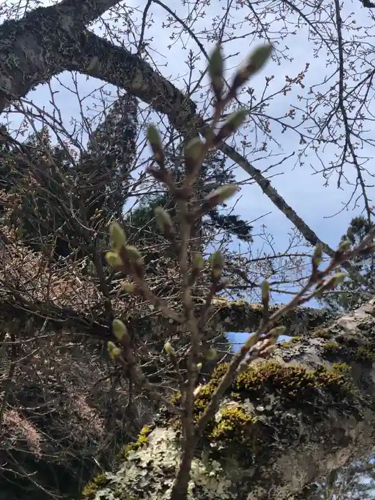 高野山金剛峯寺奥の院の自然