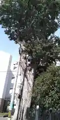 原田神社分祠上津島奉拝所の自然