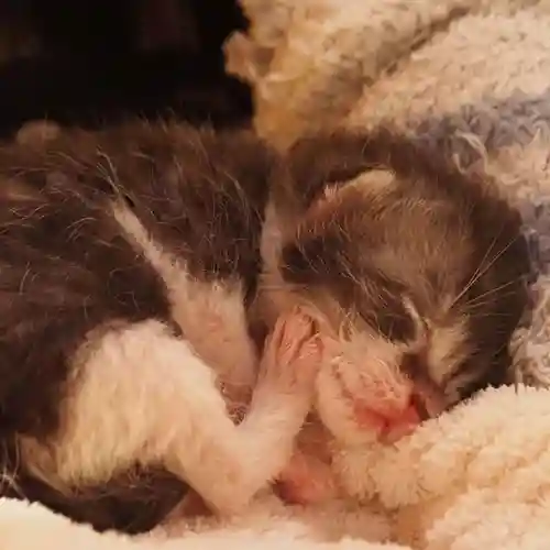 天王山 安楽寺(福井県)