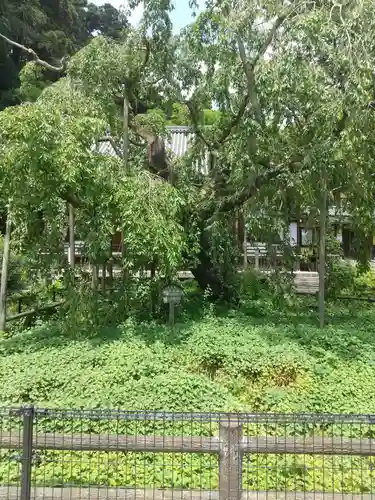 太山寺(栃木県)