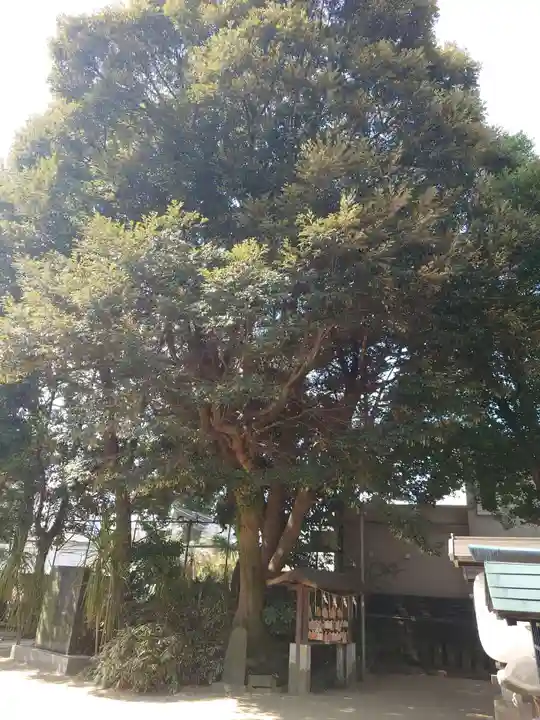 柏諏訪神社の自然