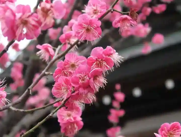 大阪天満宮の自然