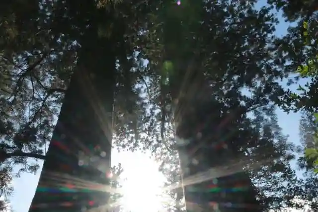 夏井諏訪神社の自然