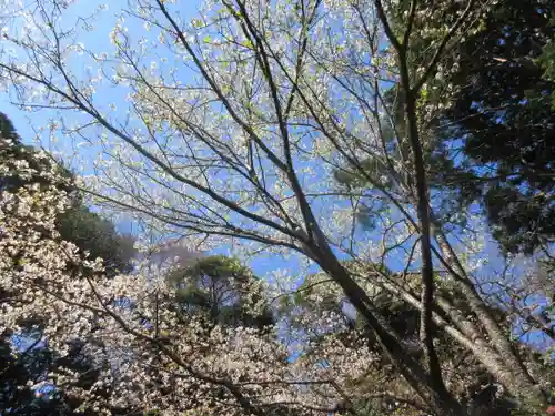 安國論寺（安国論寺）の自然