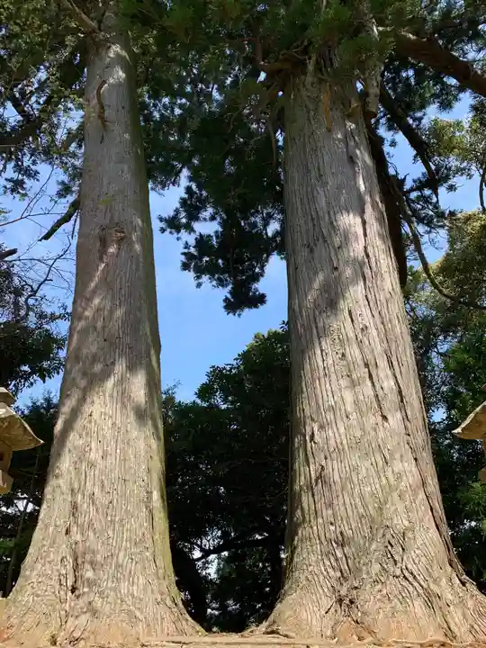 中谷神社の自然
