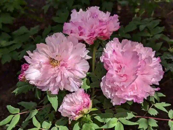 上野東照宮(東京都)