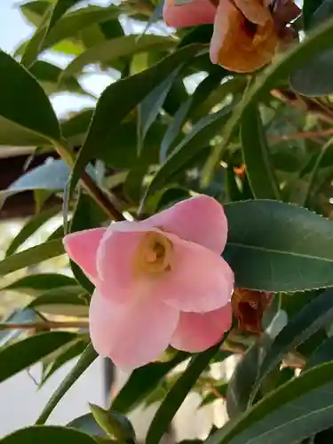 白旗観音寺の自然