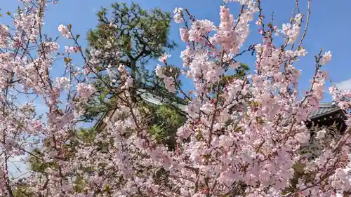 妙蓮寺(京都府)