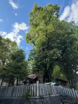 七所神社の{uncategorized: "未分類", other: "その他", undefined: "問題あり", building: "その他建物", grave: "お墓", sacred_gate: "鳥居", guardian: "狛犬", statue: "像", buddha: "仏像", history: "歴史", nature: "自然", garden: "庭園", animal: "動物", pagoda: "塔", temizu: "手水舎", mountain_gate: "山門・神門", sanctuary: "本殿・本堂", subordinate: "末社・摂社", art: "芸術", scenery: "景色", jizo: "地蔵", ema: "絵馬", goshuin: "御朱印", omikuji: "おみくじ", items: "授与品その他", amulet: "お守り", goshuincho: "御朱印帳", eats: "食事", festival: "お祭り", votive_dance: "神楽", shichigosan: "七五三参", wedding: "結婚式", experience: "体験その他", initially: "初詣", around: "周辺", anti_infection: "感染症対策"}