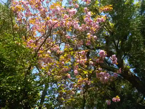 八雲神社（鎌倉・大町）の自然