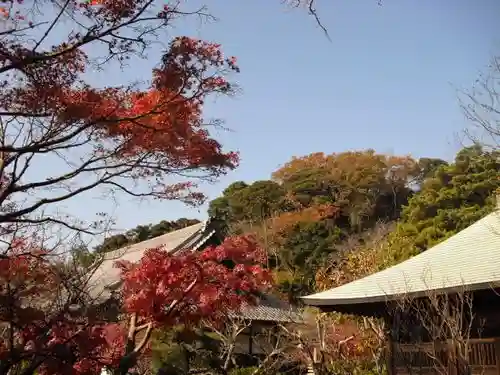 浄光明寺の自然