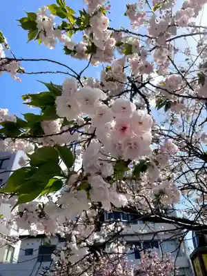 桜神宮(東京都)