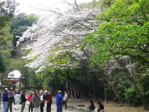 鶴岡八幡宮の自然