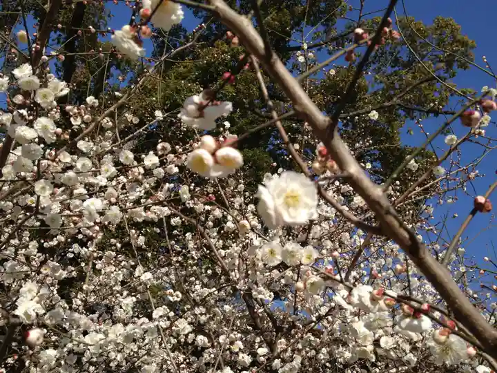 熱田神宮の自然