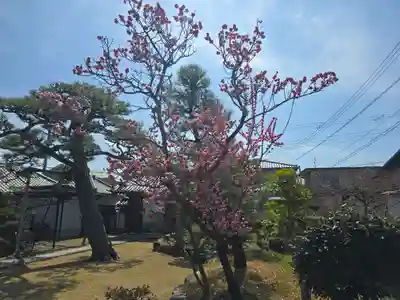 光林寺(大阪府)