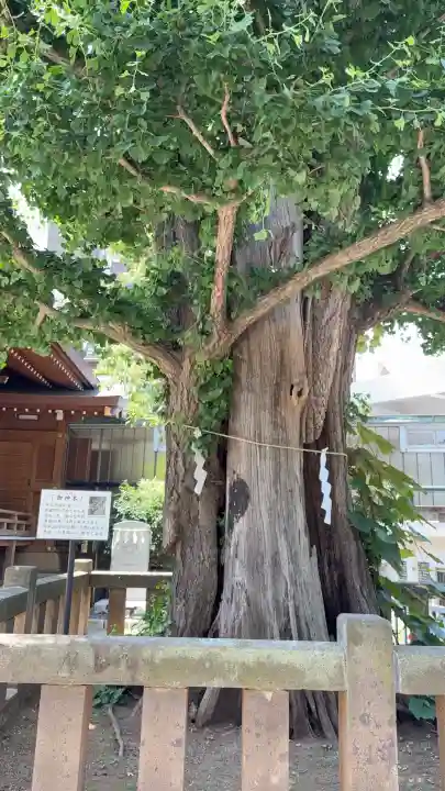 大鳥神社(東京都)
