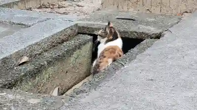 諸山積神社(愛媛県)