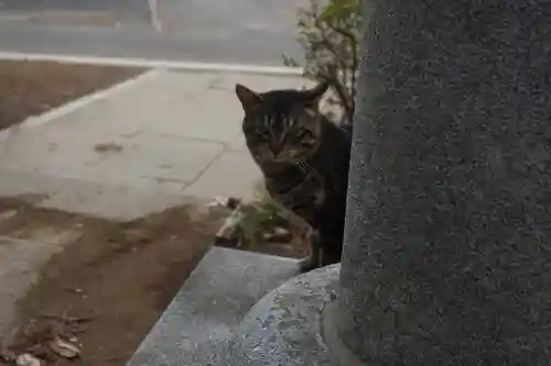 天形星神社の動物