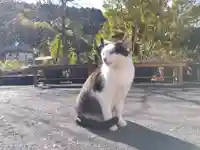 御誕生寺(猫寺)(福井県)