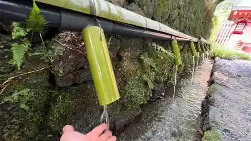 富士山本宮浅間大社の自然