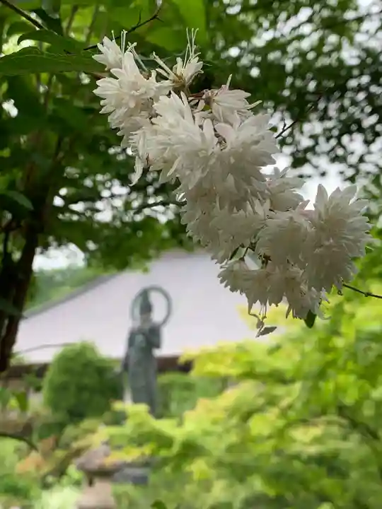 青龍山 吉祥寺の自然