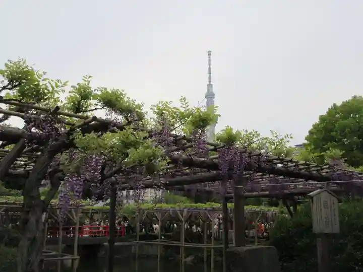 亀戸天神社の庭園