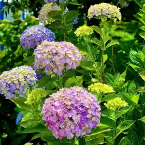 埼玉厄除け開運大師・龍泉寺(切り絵御朱印発祥の寺)の自然(2020年06月17日(水) 12時01分51秒投稿)