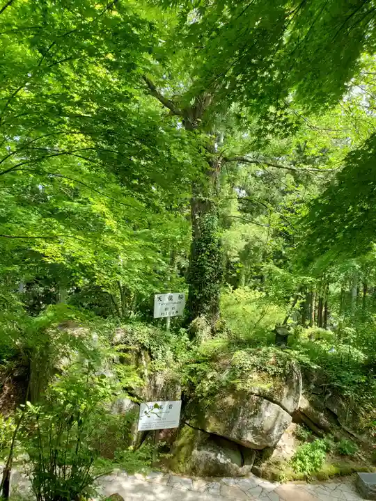 石都々古和気神社の自然