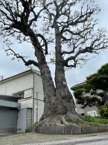 観音寺の御朱印 2026年05月