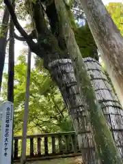 白山比咩神社の自然