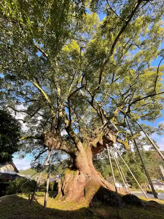 大楠神社の自然