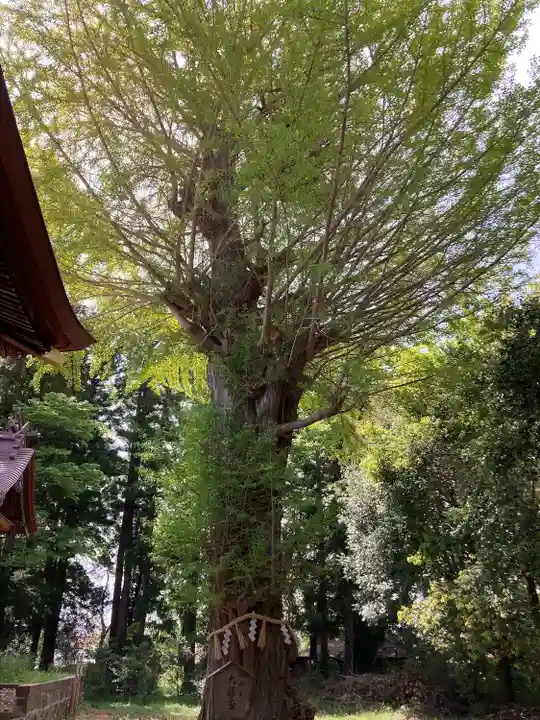 津島神社(宮城県)