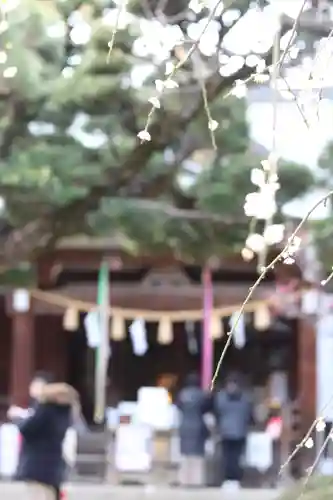 鳩森八幡神社の自然