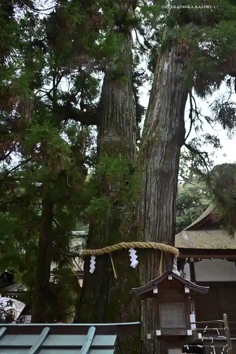 大神神社(奈良県)