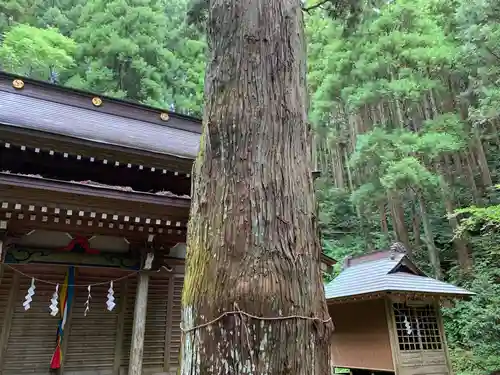 八乙女根尾神社の自然