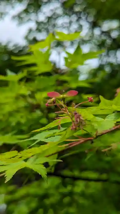 勝林寺(京都府)