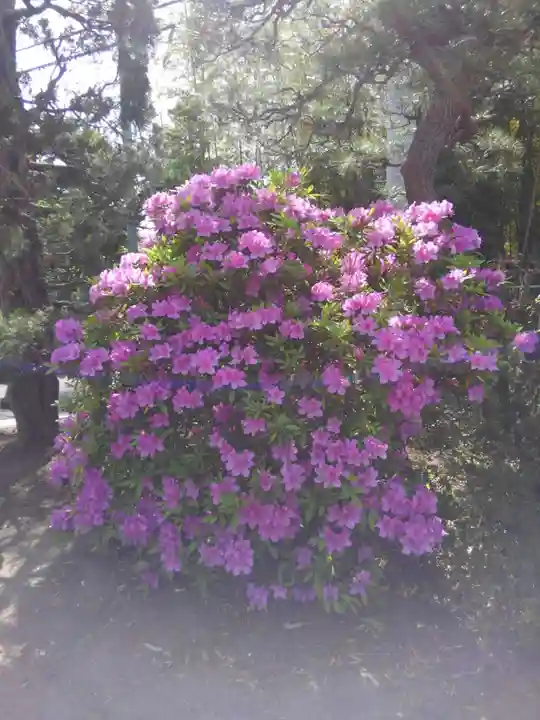 日枝神社の自然