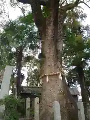 野志里神社の自然