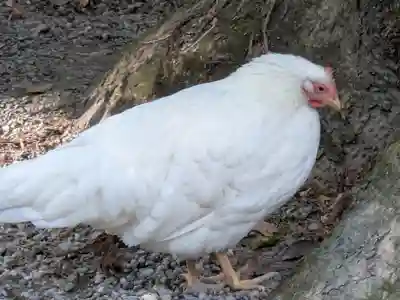 伊勢神宮外宮（豊受大神宮）(三重県)