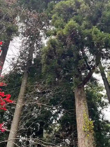 大宮温泉神社の自然
