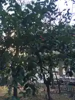 武蔵野八幡宮の自然