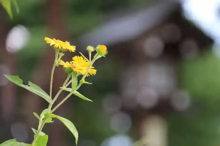 開成山大神宮の自然