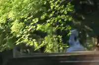 三春大神宮の自然