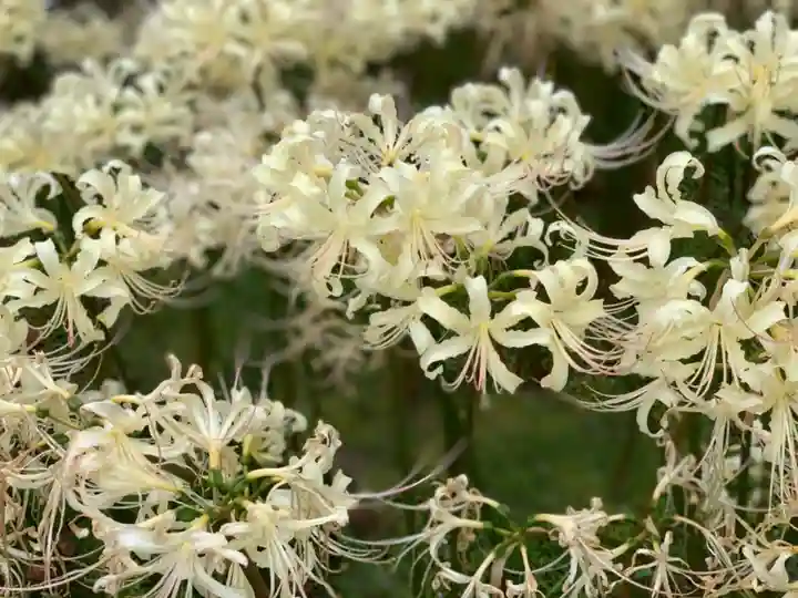 横浜 西方寺の自然