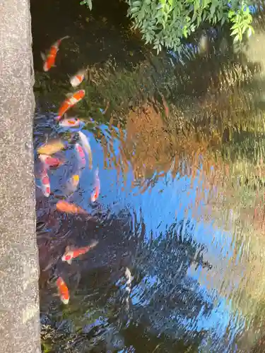 鶴岡八幡宮の動物