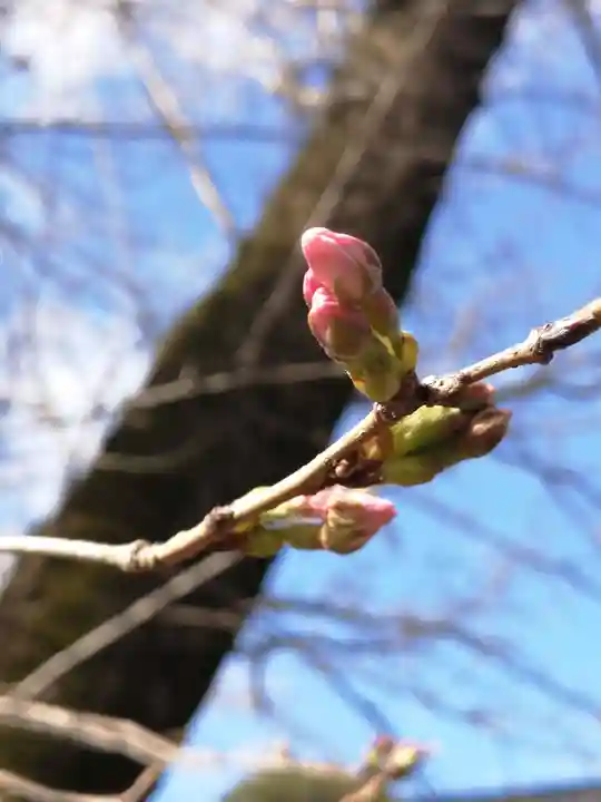 伏木香取神社の自然