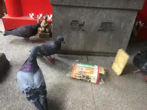 隆栄稲荷神社の動物